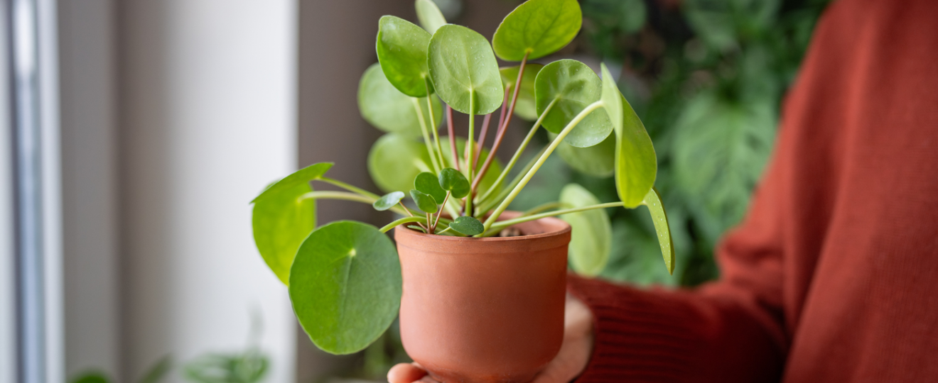 PILEA PEPEROMIODES