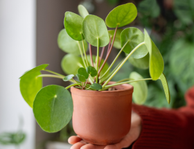 PILEA PEPEROMIODES