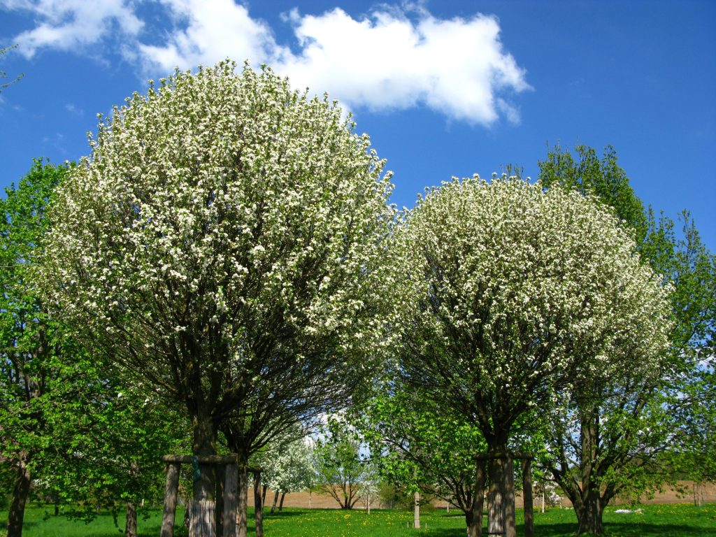 Prunus fruticosa arbre