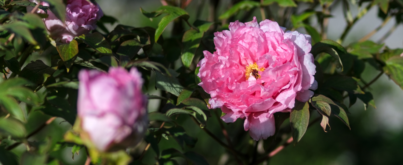 Pivoines arbustives