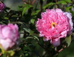 Pivoines arbustives