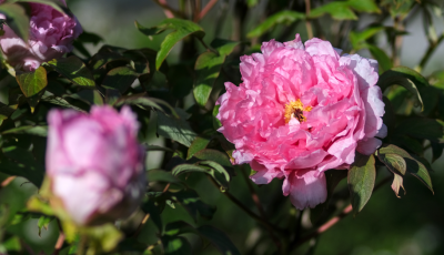 Pivoines arbustives