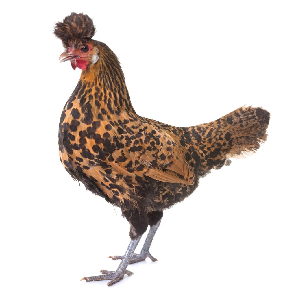 Poule-Appenzelloise