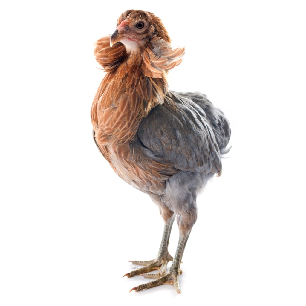 Poule-Araucana