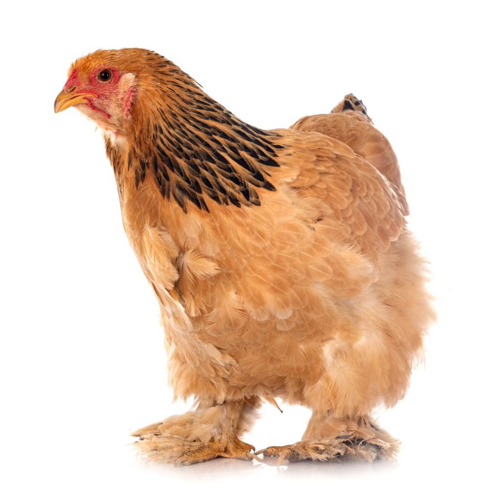 Poule-Brahma