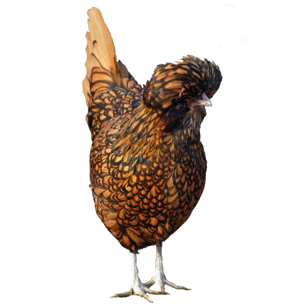 Poule-Padoue