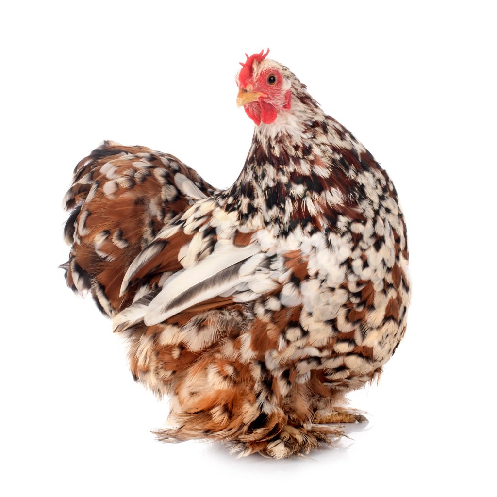 Poule-Pekin