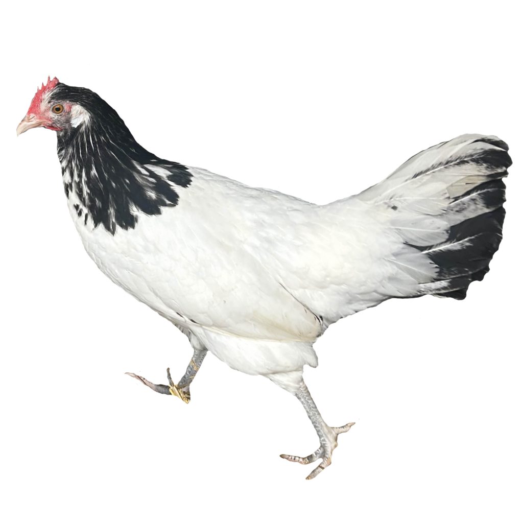 Poule-lakenvelder