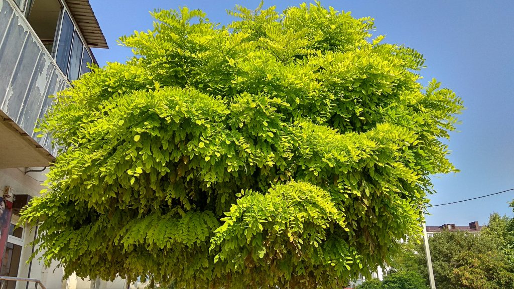 Faux acacias