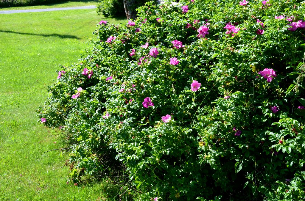 ROSA RUGOSA