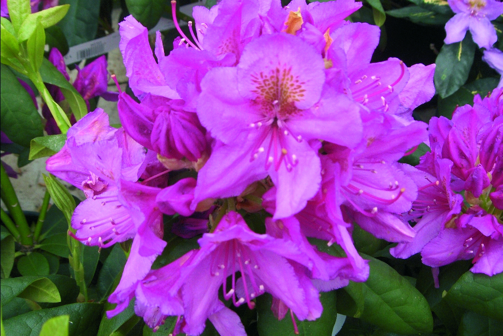 RHODODENDRON ‘BLUE JAY’