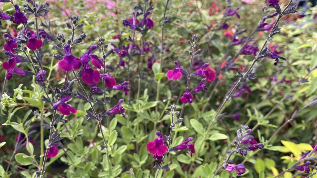 SALVIA X JAMENSIS ‘VIOLETTE DE LOIRE’