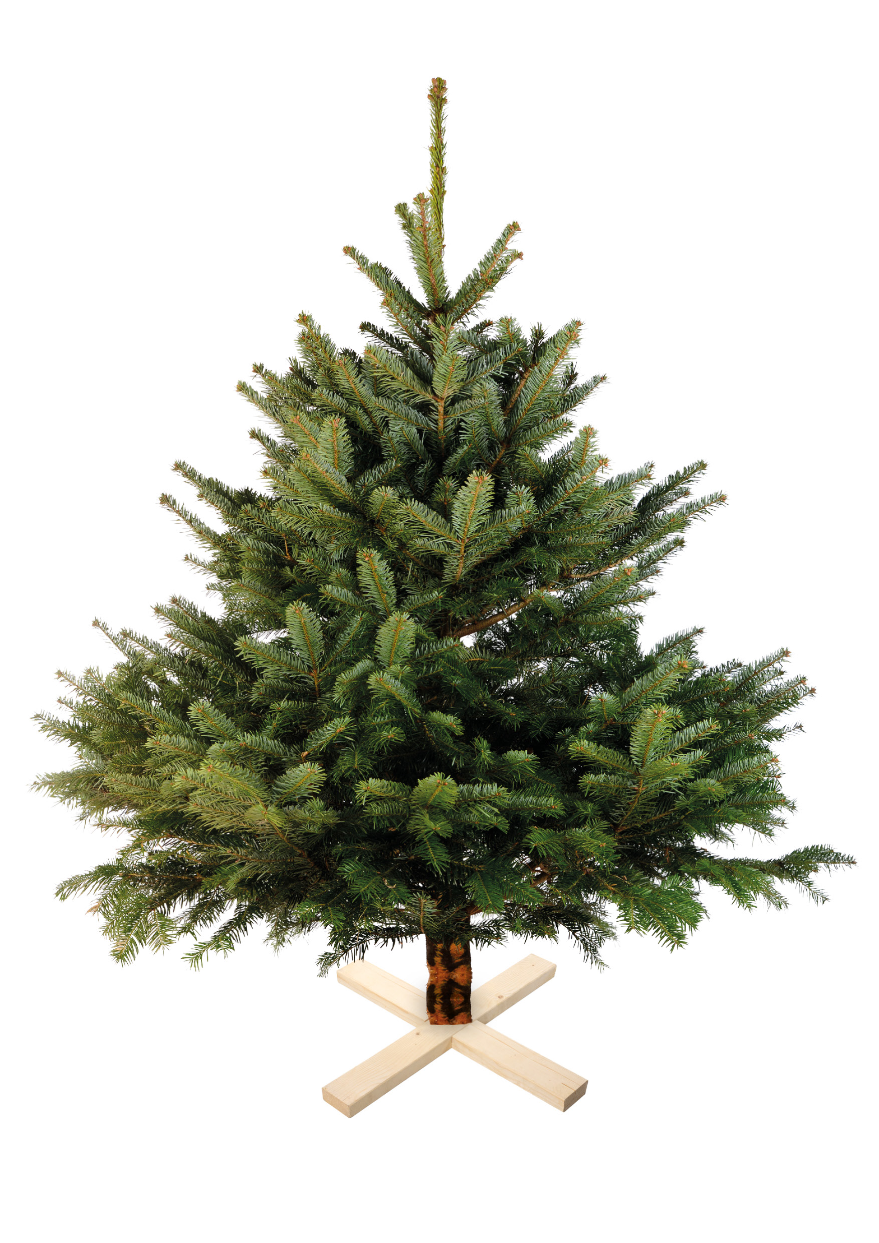 COMMENT BIEN CHOISIR SON SAPIN DE NOËL