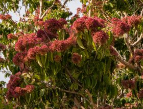 Heptacodium