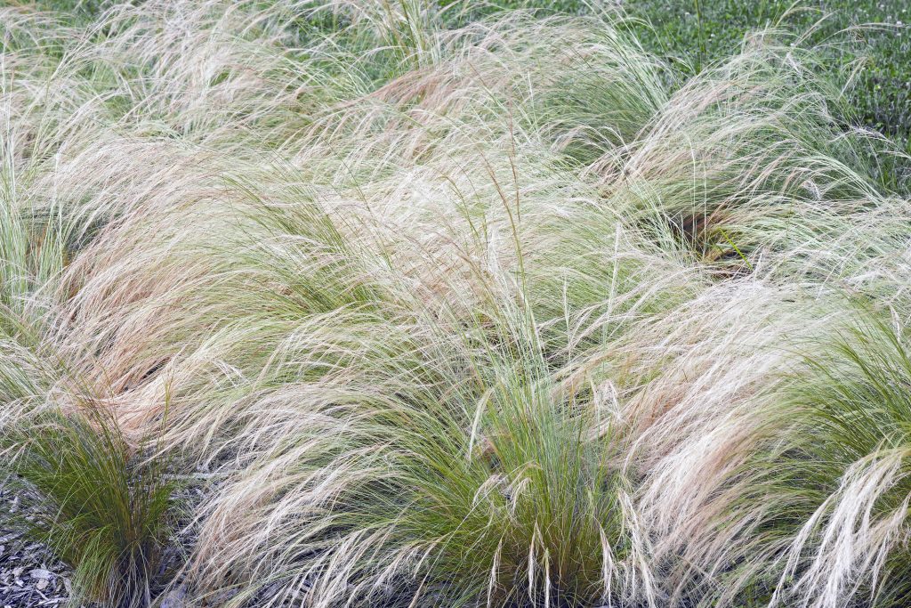 Stipa Tenuissima