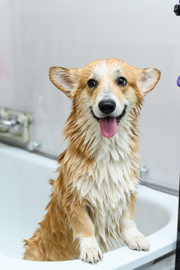 Welsh Corgi Pembroke mouillé avec avoir été lavé