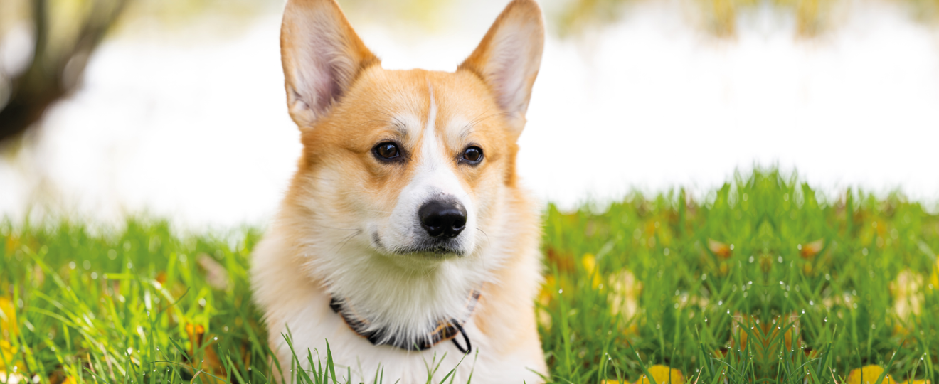 Chien race Welsh Corgi Pembroke