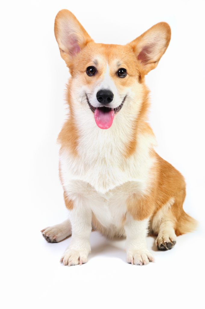 Chien Welsh Corgi Pembroke