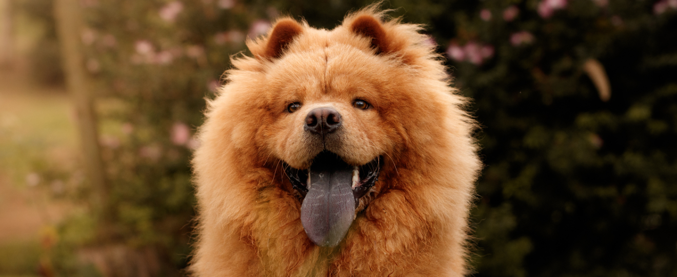 photo-chow-chow