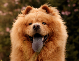 photo-chow-chow